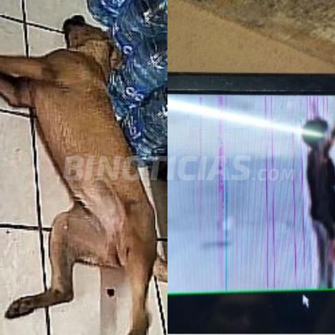 Otro caso de maltrato animal en Aguascalientes, ahora en Villa de las Norias