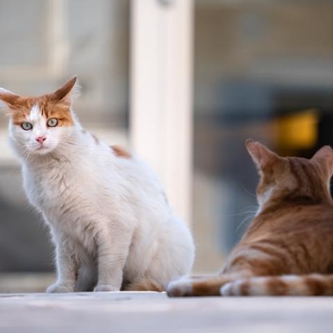 La gripe aviar en gatos puede causar la próxima pandemia: OMS