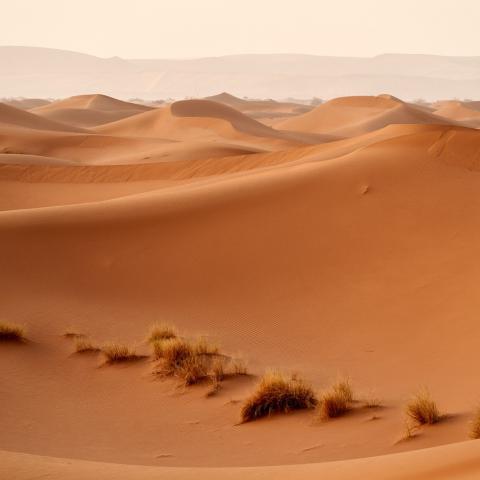 Sahara 