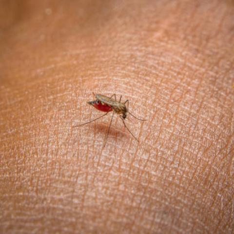Confirma Florida siete casos de malaria