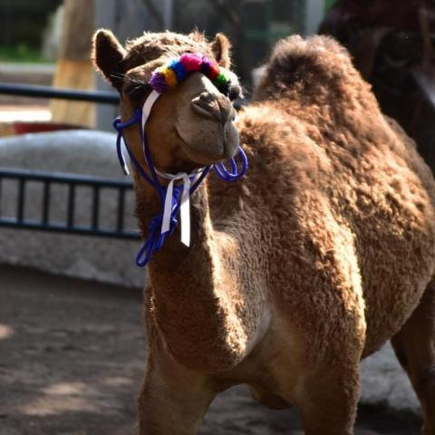 Dromedaria Parque Héroes