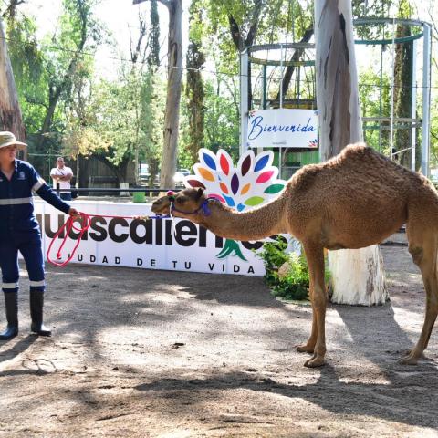 Dromedaria Parque Héroes