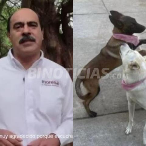 Alcalde de Michoacán llega a acuerdo tras matar a dos perritas a balazos