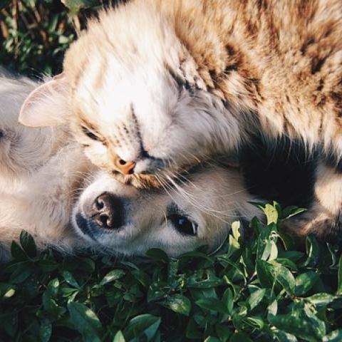 Este viernes llegará a Rincón de Romos la jornada de salud para mascotas