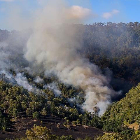 Incendios forestales