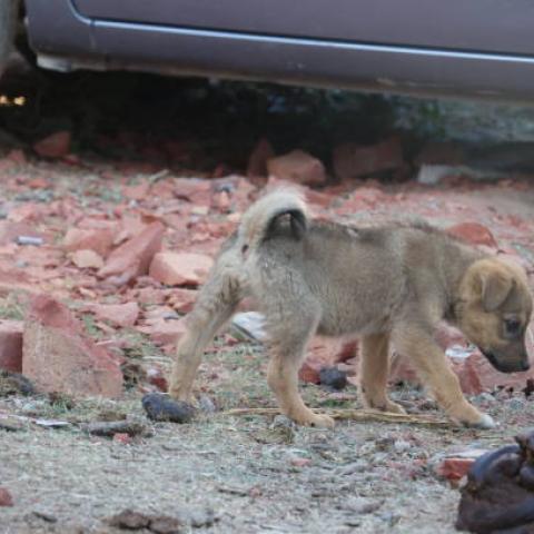 India implementa operación para reducir perros callejeros antes de cumbre del G20