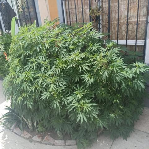 marihuana