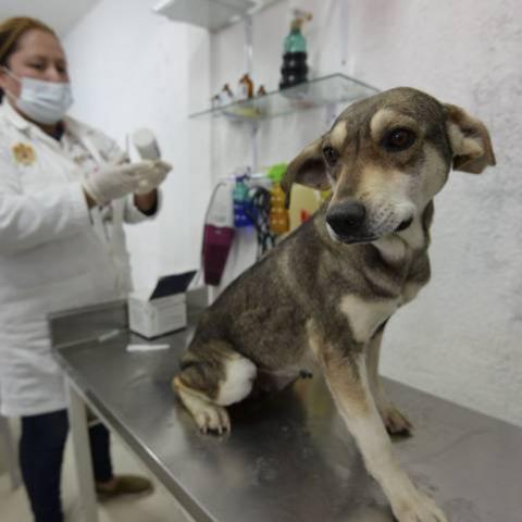 Hospital Veterinario