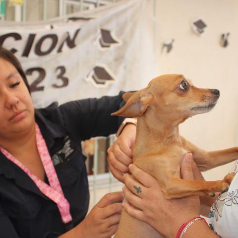 Caravana de la Salud Canina y Felina