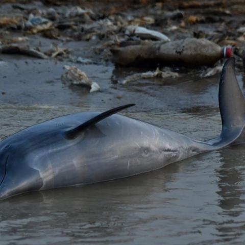 Altas temperaturas en Brasil ocasionan la muerte de 110 delfines rosados