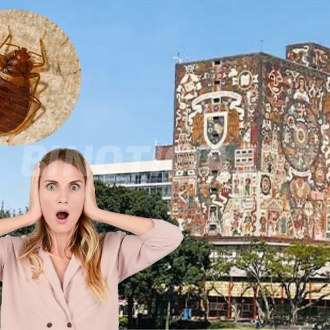 ¡Por si las chinches! UNAM fumigará sus instalaciones nuevamente por supuesta plaga