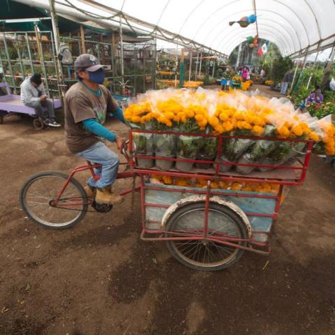 Aumentará siembra de flor de cempasúchil a 2 mil 448 hectáreas para el Día de Muertos en México