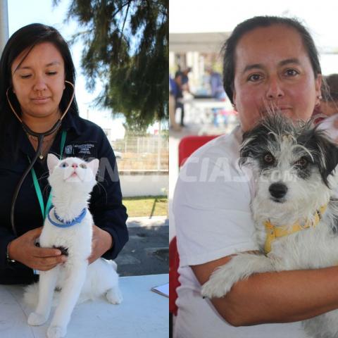 Hoy, esterilización gratuita de mascotas en Rincón de Romos