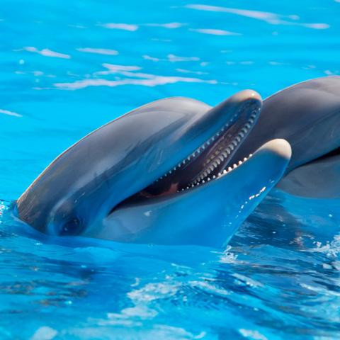 Delfines