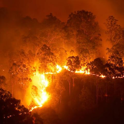 Bomberos instan a evacuar y refugiarse ante incendios forestales en Australia