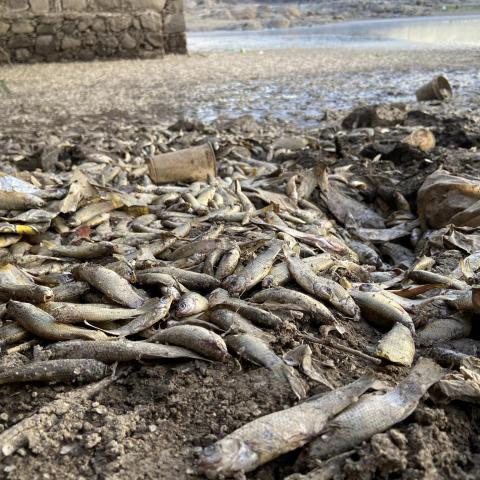 Peces muertos por desazolve en El Saucillo