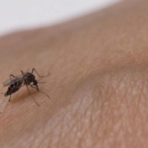 Dengue