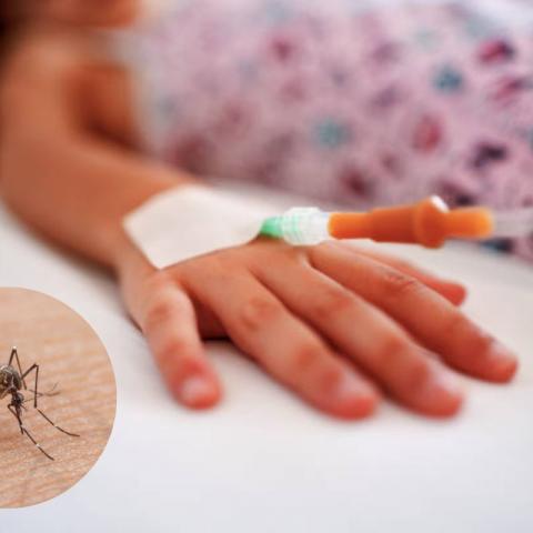 Dengue causa la primera víctima mortal en Guanajuato, un niño de seis años