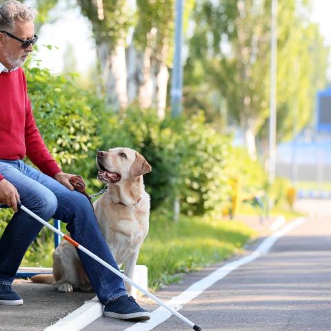 Personas con capacidades diferentes podrán acceder con animales de apoyo en espacios públicos