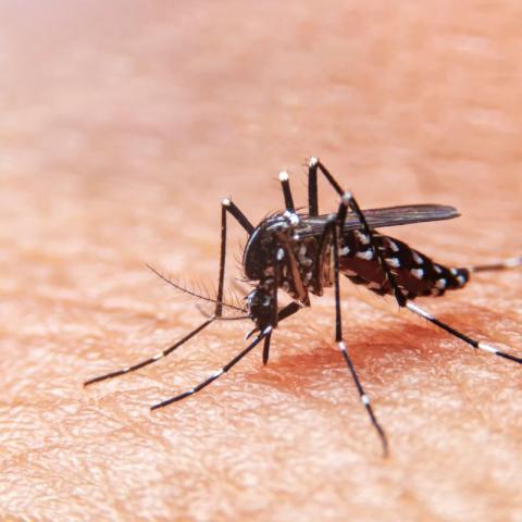 Guanajuato suma casi 500 casos de dengue en el Estado