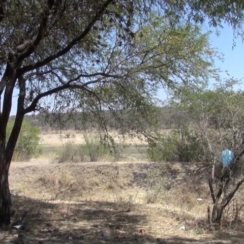 Bosque de Cobos