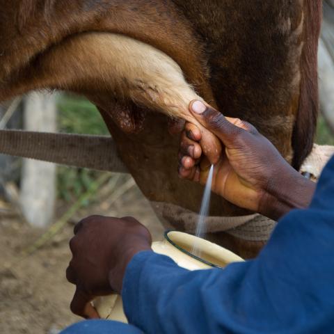 Leche de vaca