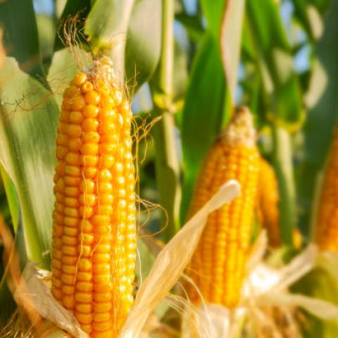 Prevén aumento del 28% en importaciones de maíz amarillo para 2024 en México
