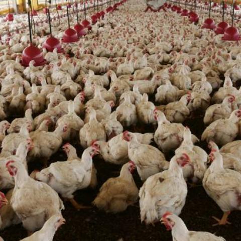 México levanta restricciones por gripe aviar en Sonora