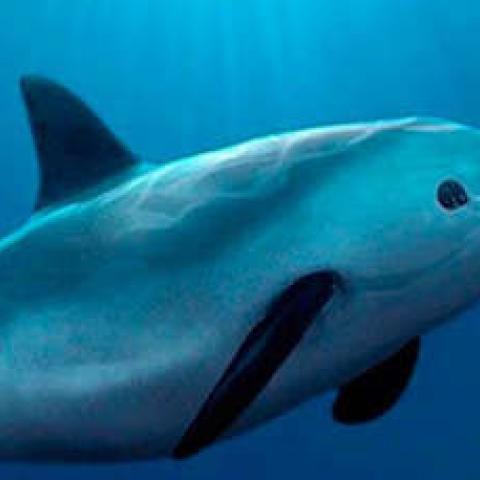 CITES acepta plan de México para salvar la vaquita marina 