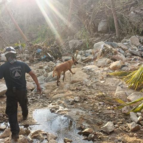 60 cadáveres de perros enterrados en lodo tras el paso de Otis en Guerrero