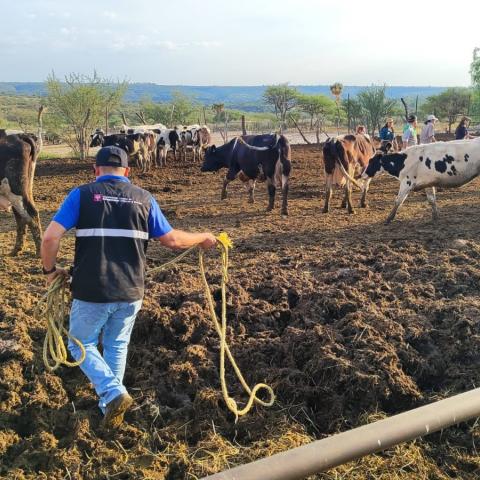 Vacunación de Ganado