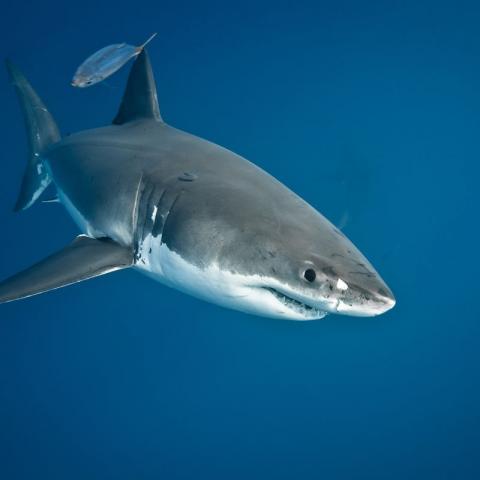 ¡Otro mas por un tiburón! Pescador pierde la vida por ataque de tiburón blanco