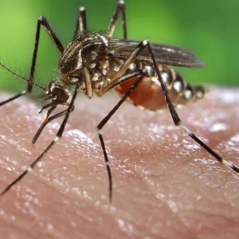 Mosquito del dengue