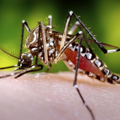 Mosquito del dengue 