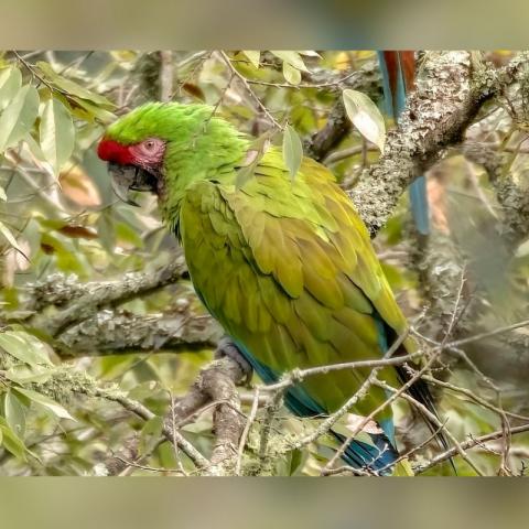 Descubren en Hidalgo especie de guacamayas en peligro de extinción