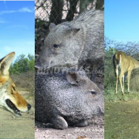 Semarnat da luz verde para cazar decenas de animales silvestres en Aguascalientes