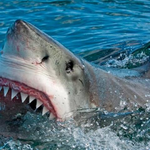 Adolescente pierde la vida en mortal ataque de tiburón