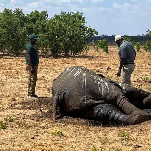 Elefantes mueren de sed en Zimbabue por la Sequía asociada al Cambio Climático
