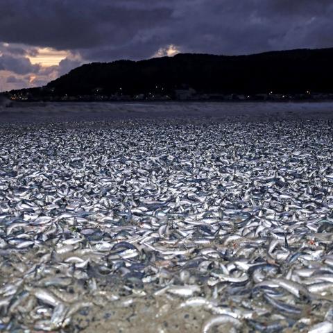 Agua radiactiva provocaría la muerte de toneladas de peces en Fukushima