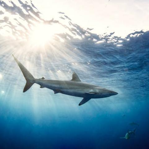Buzo pierde la vida en ataque de tiburón en Sonora
