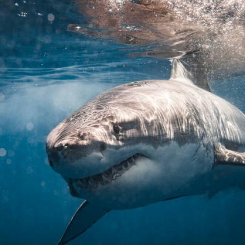 ¡También en las Bahamas! Turista pierde la vida tras ser atacada por tiburón