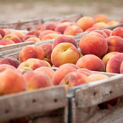 Emite Cofepris alerta sobre posibles frutas importadas contaminadas por bacterias