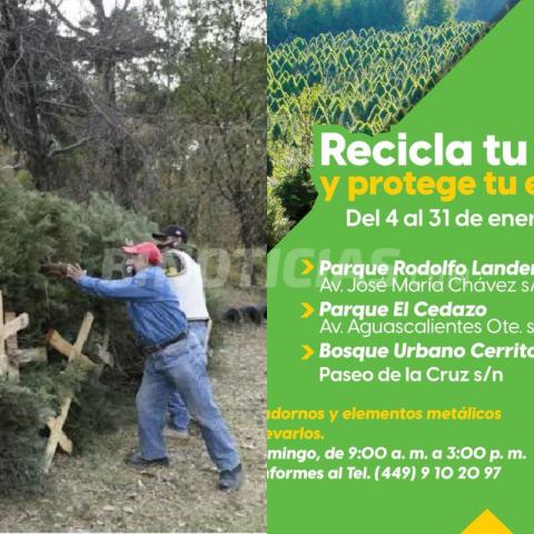 Tu árbol navideño natural ahora puede servir como composta