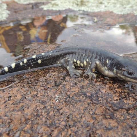 Salamandra tarahumara