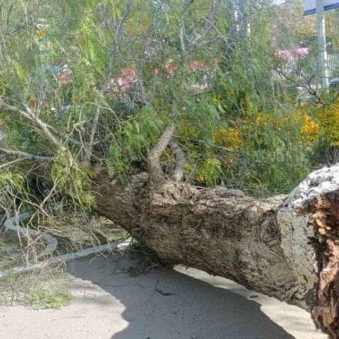 Uno de los árboles cayó encima de dos autos, dejando atrapadas a 6 personas