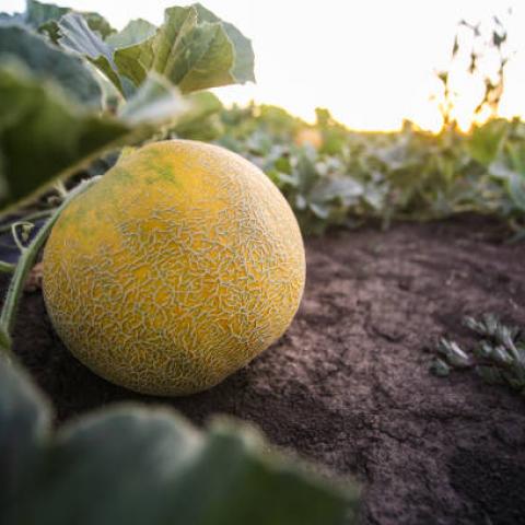 Descarta Sader vínculo de melón de Sonora con brote de salmonella en EE. UU. y Canadá