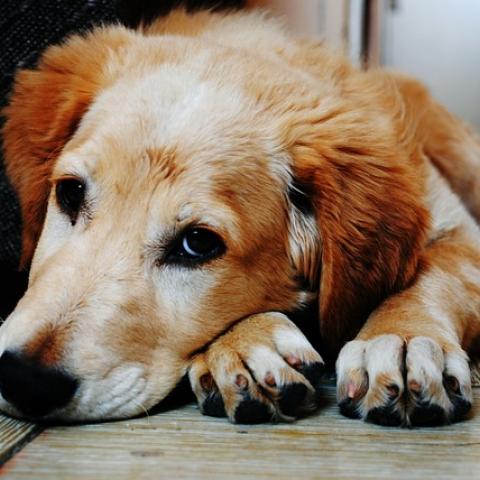 Senador presenta iniciativa para prohibir el embargo de mascotas