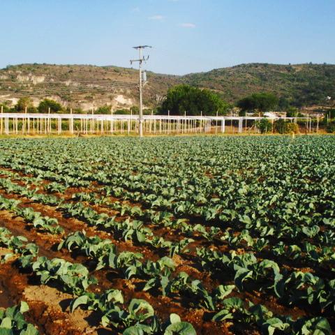 Agricultura 