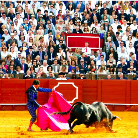 TOROS