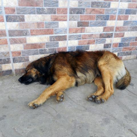 Perro callejero